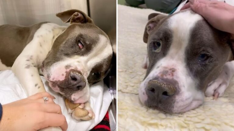 dog used for breeding rescued