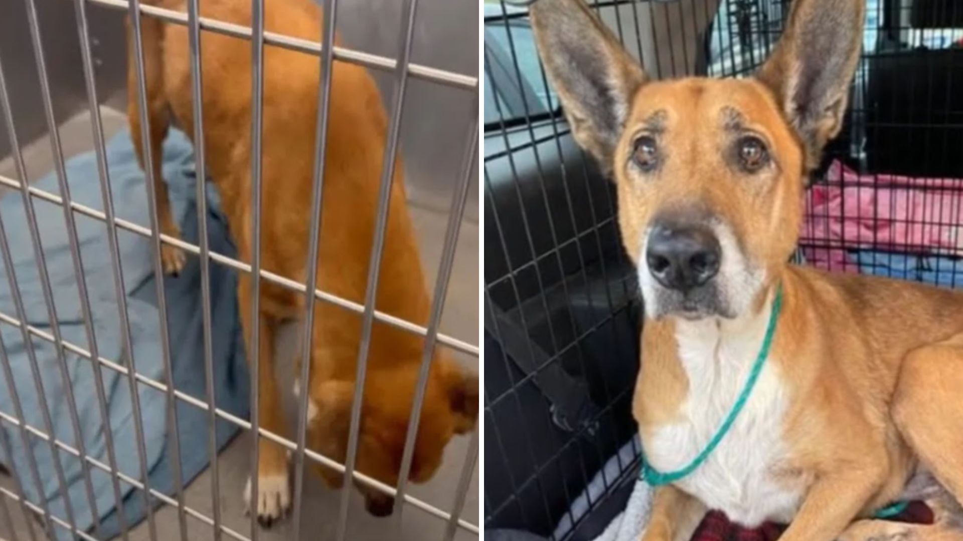 dog surrendered to shelter after six years