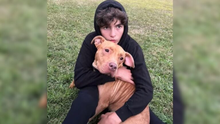 dog refuses to return to shelter
