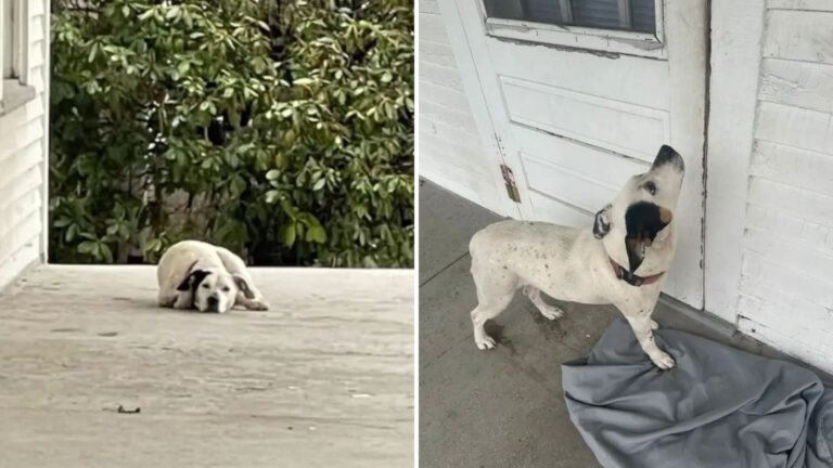 Dog Sitting On Abandoned Porch