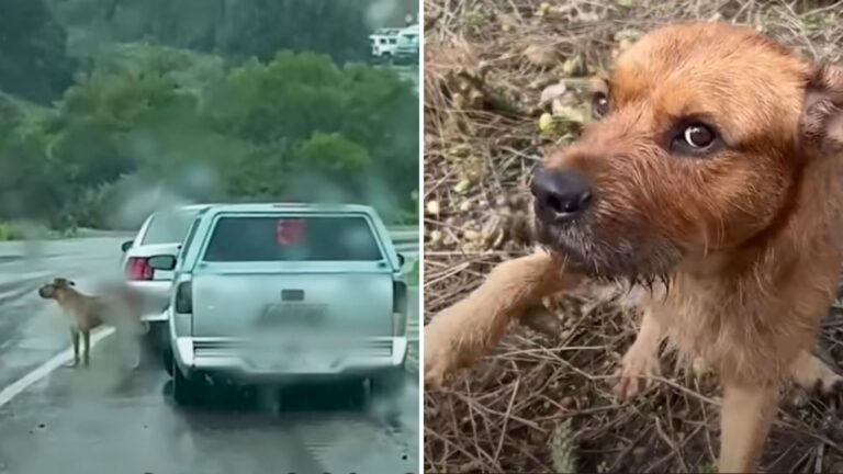 abandoned dog covered in cacti
