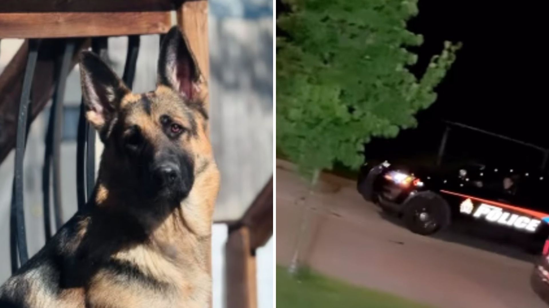 dog barking