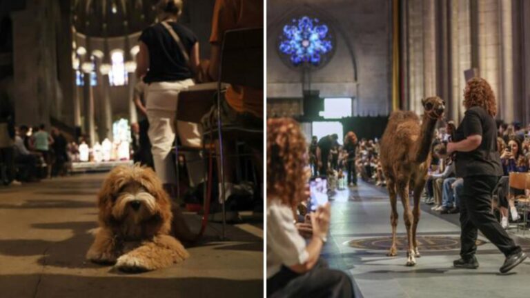 annual blessing of the animals event