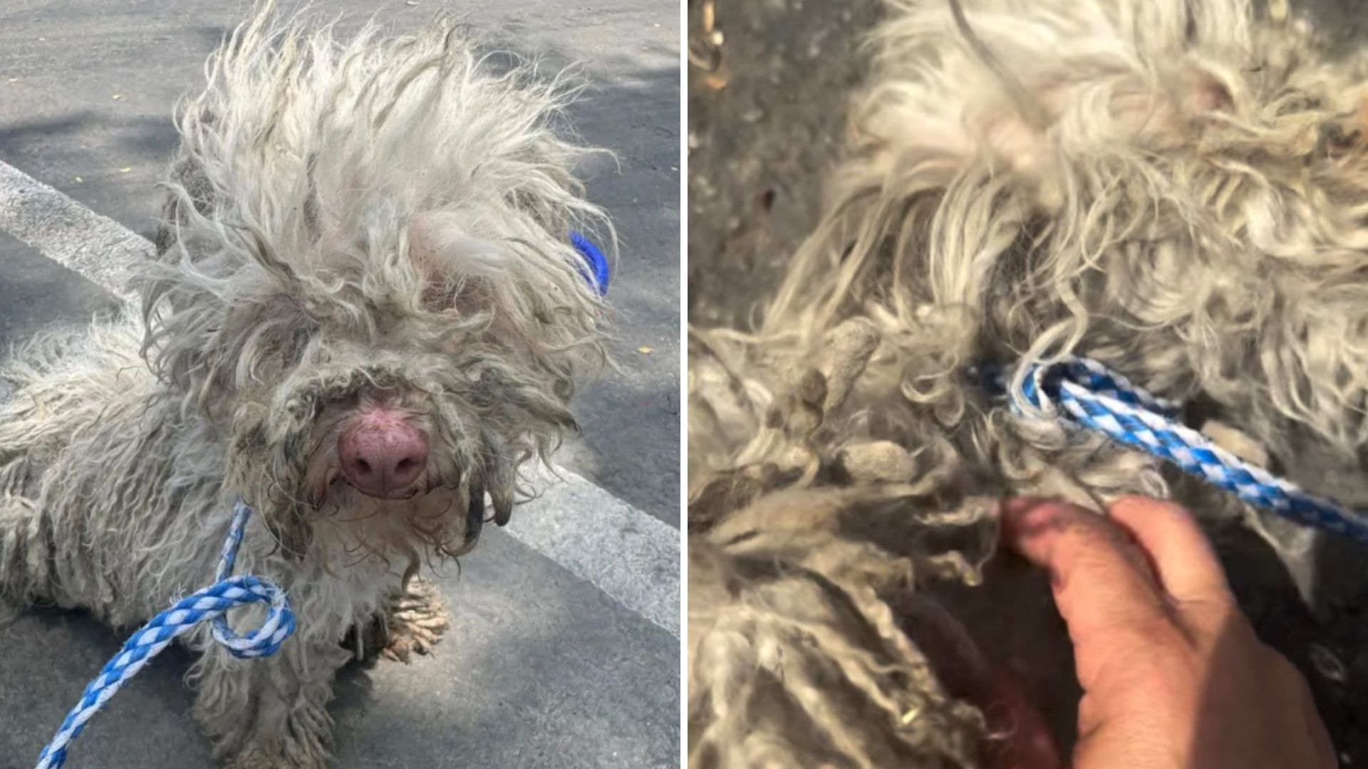 bella the matted dog