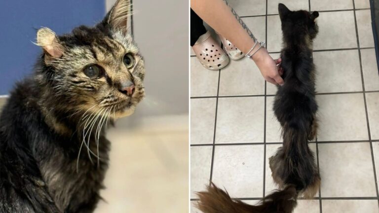 14 yo cat