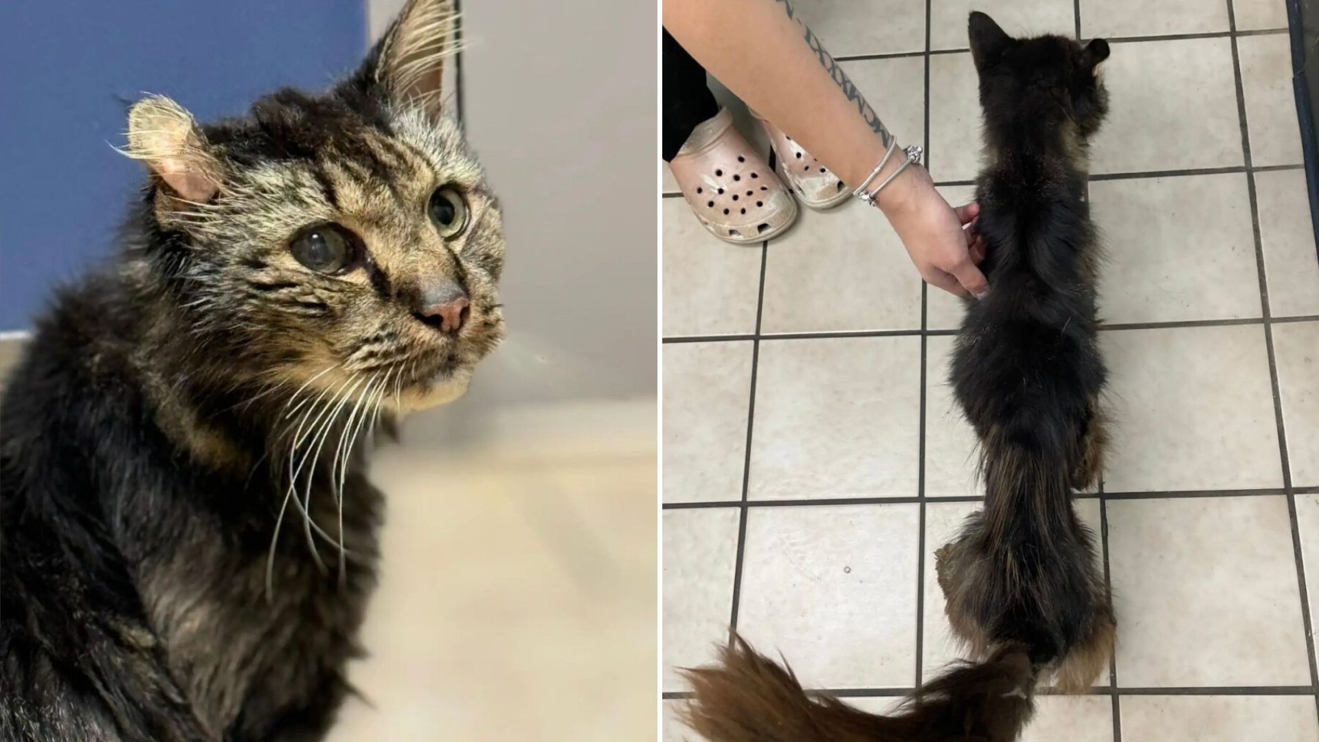 14 yo cat