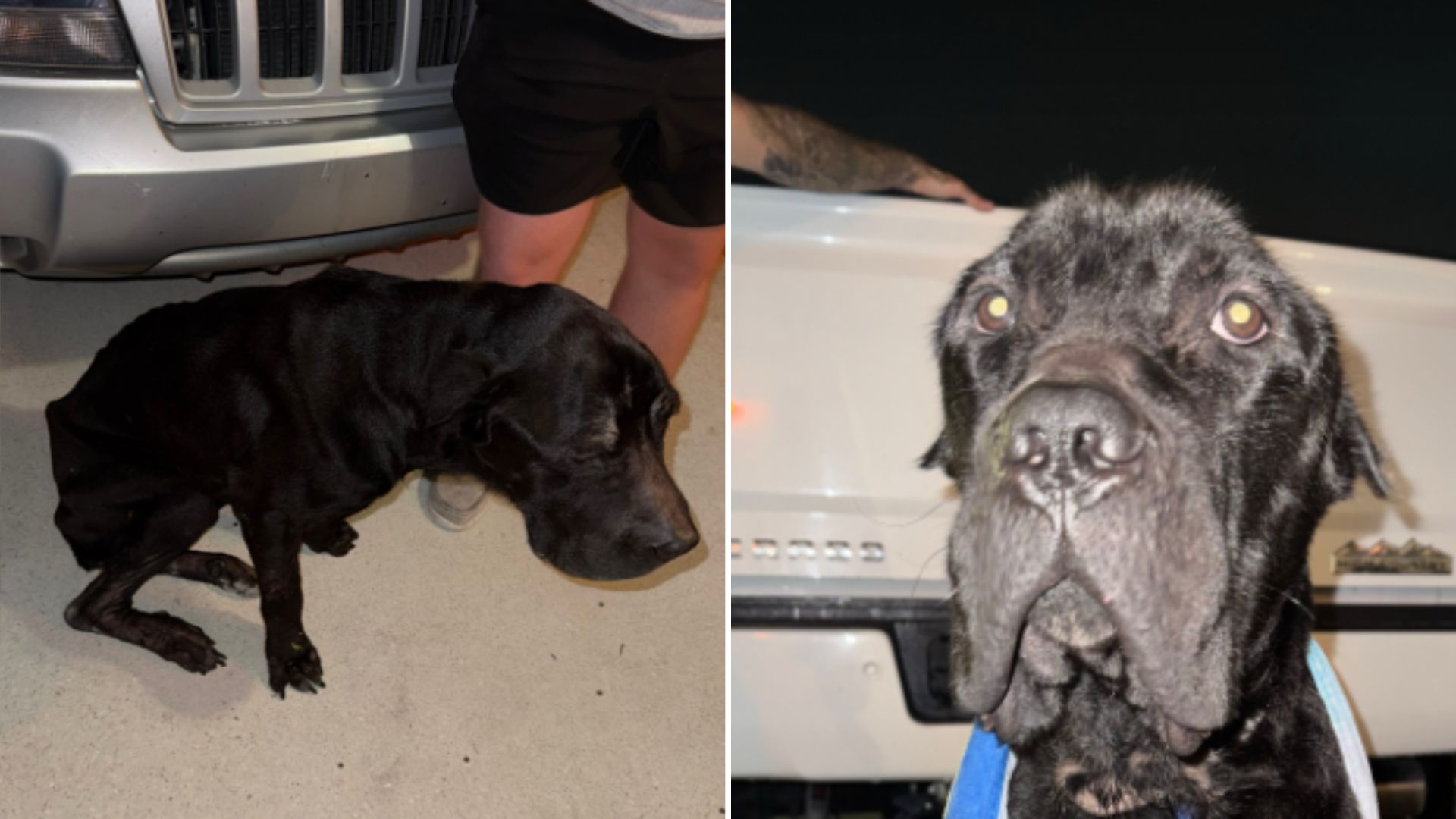 emaciated cane corso
