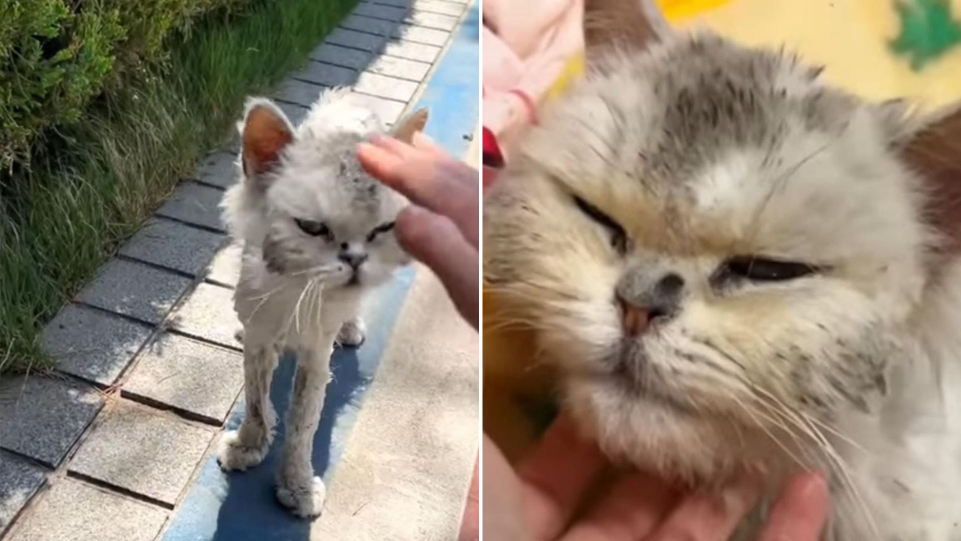 emaciated stray transforms