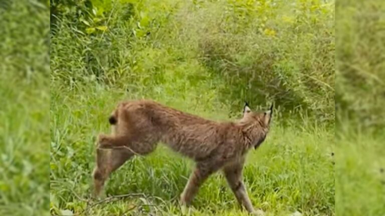 a lynx