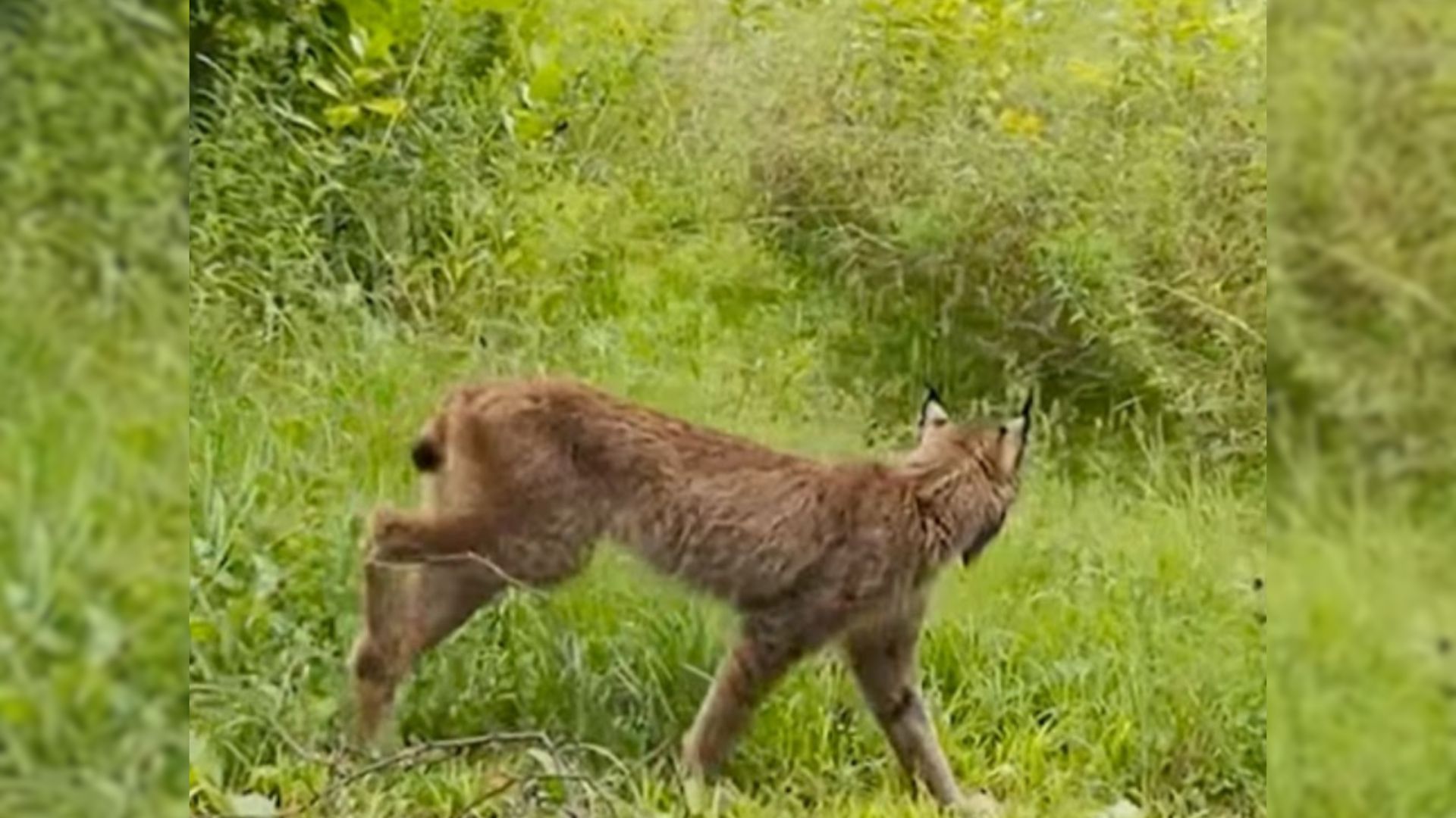 a lynx