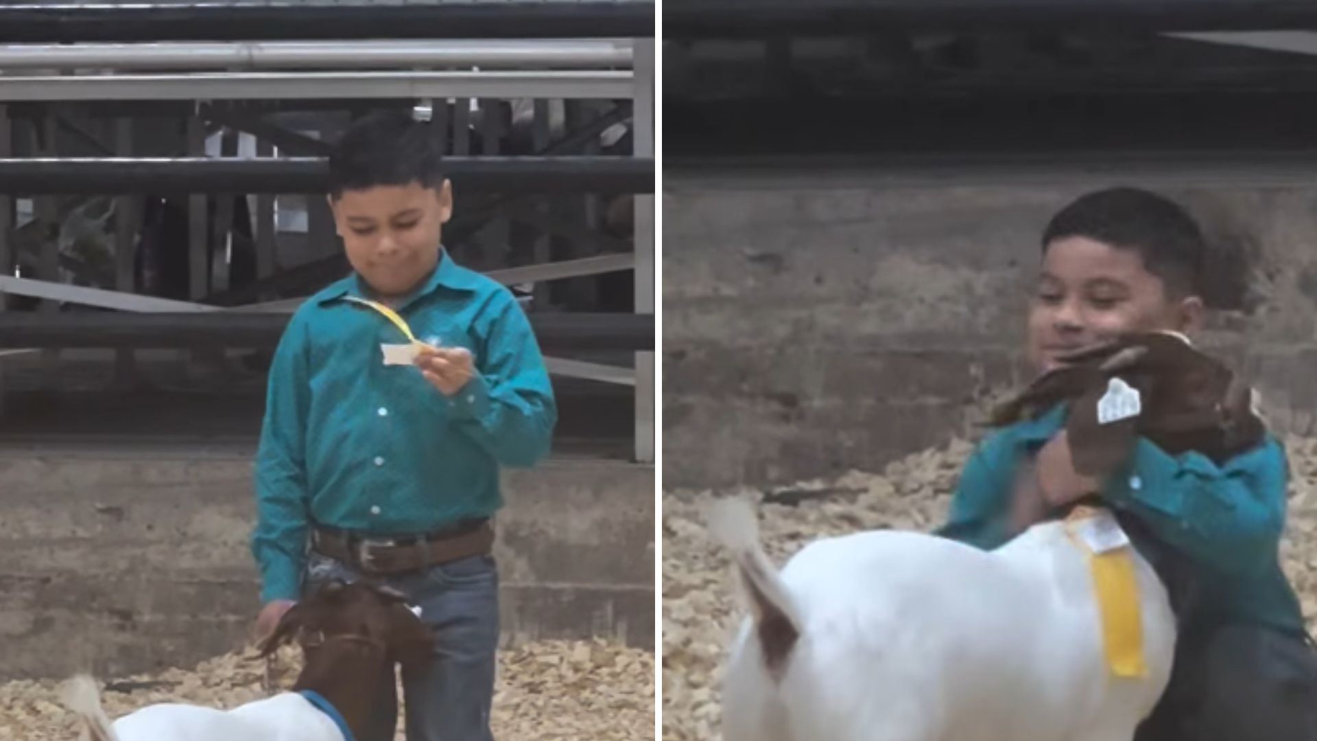 boy and goat