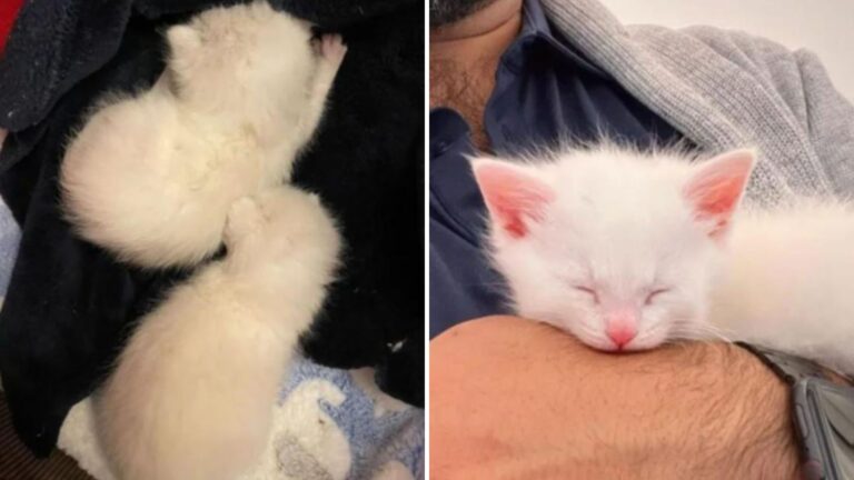 foster parents save white kittens