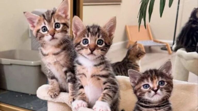 adorable kittens