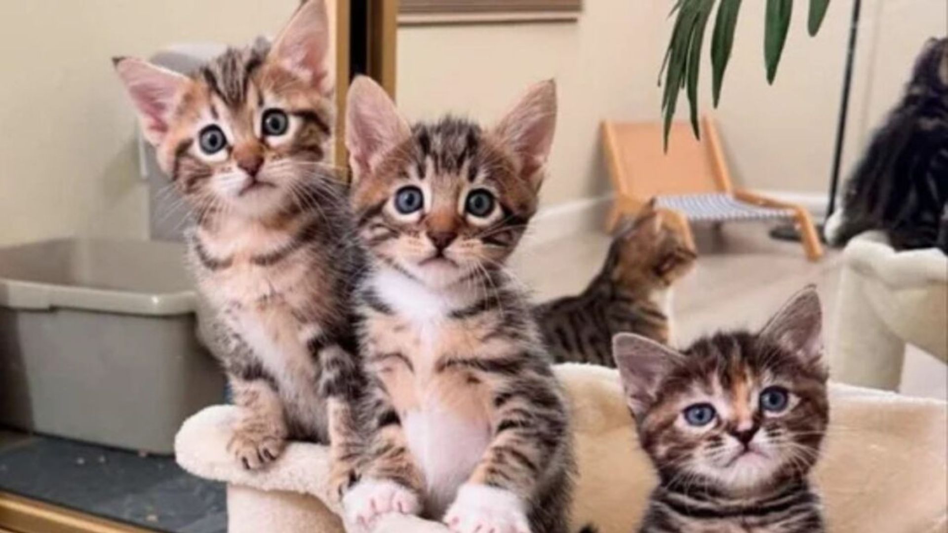 adorable kittens