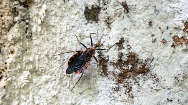 fatal kissing bug