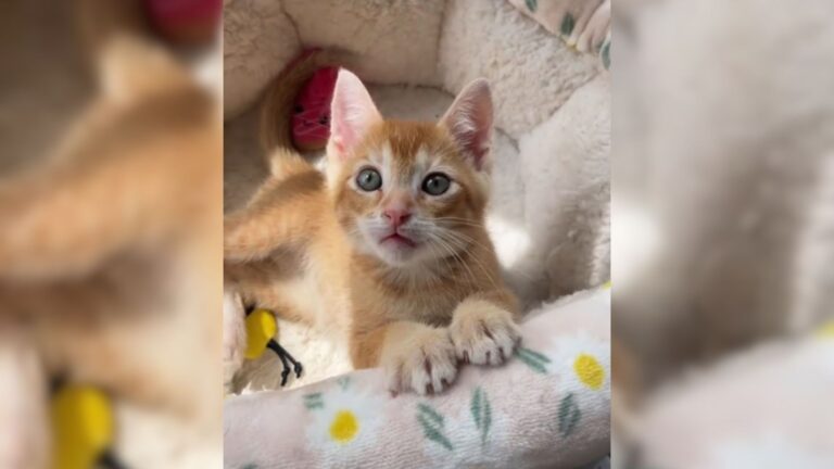 spicy kitten discovers joy of hugs