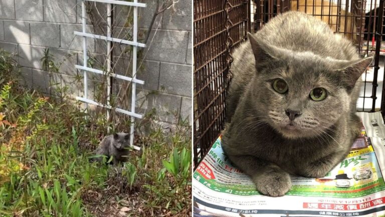 feral cat