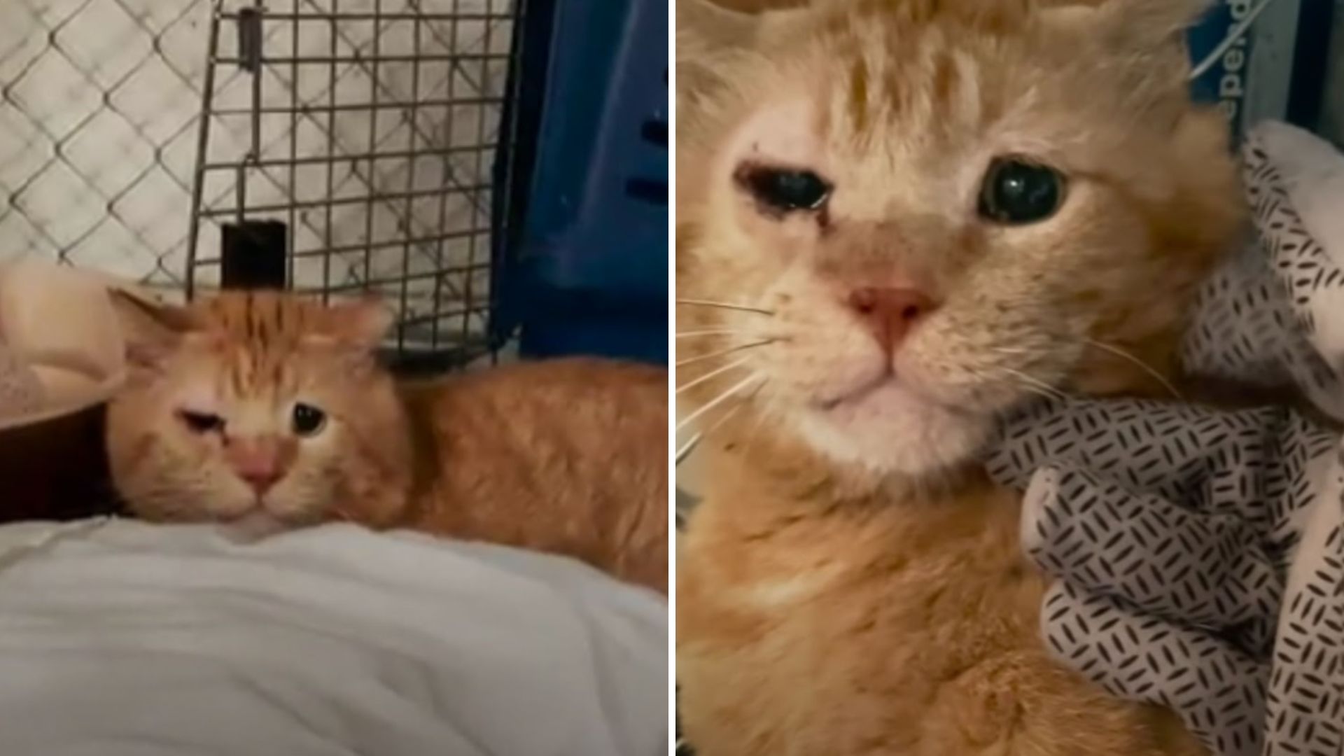 touching journey of a previously feral feline