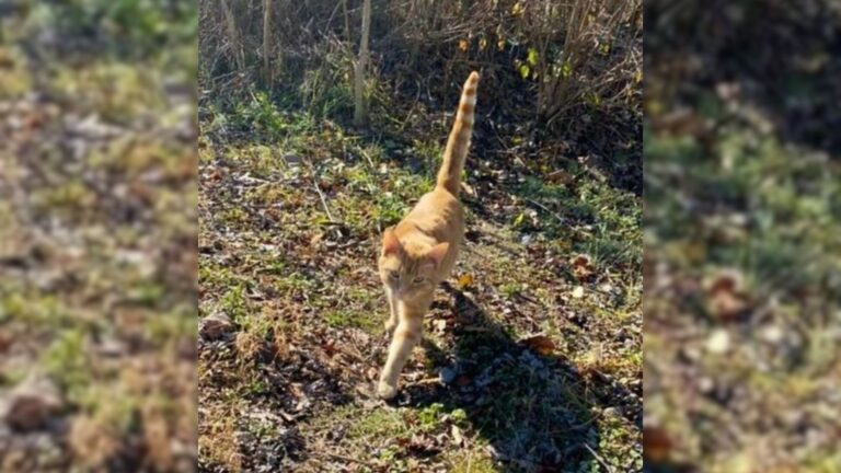 feral cat