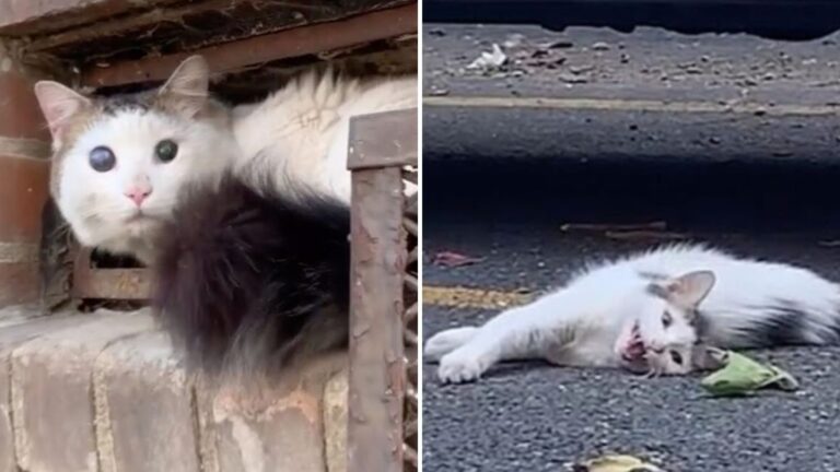 feral cat