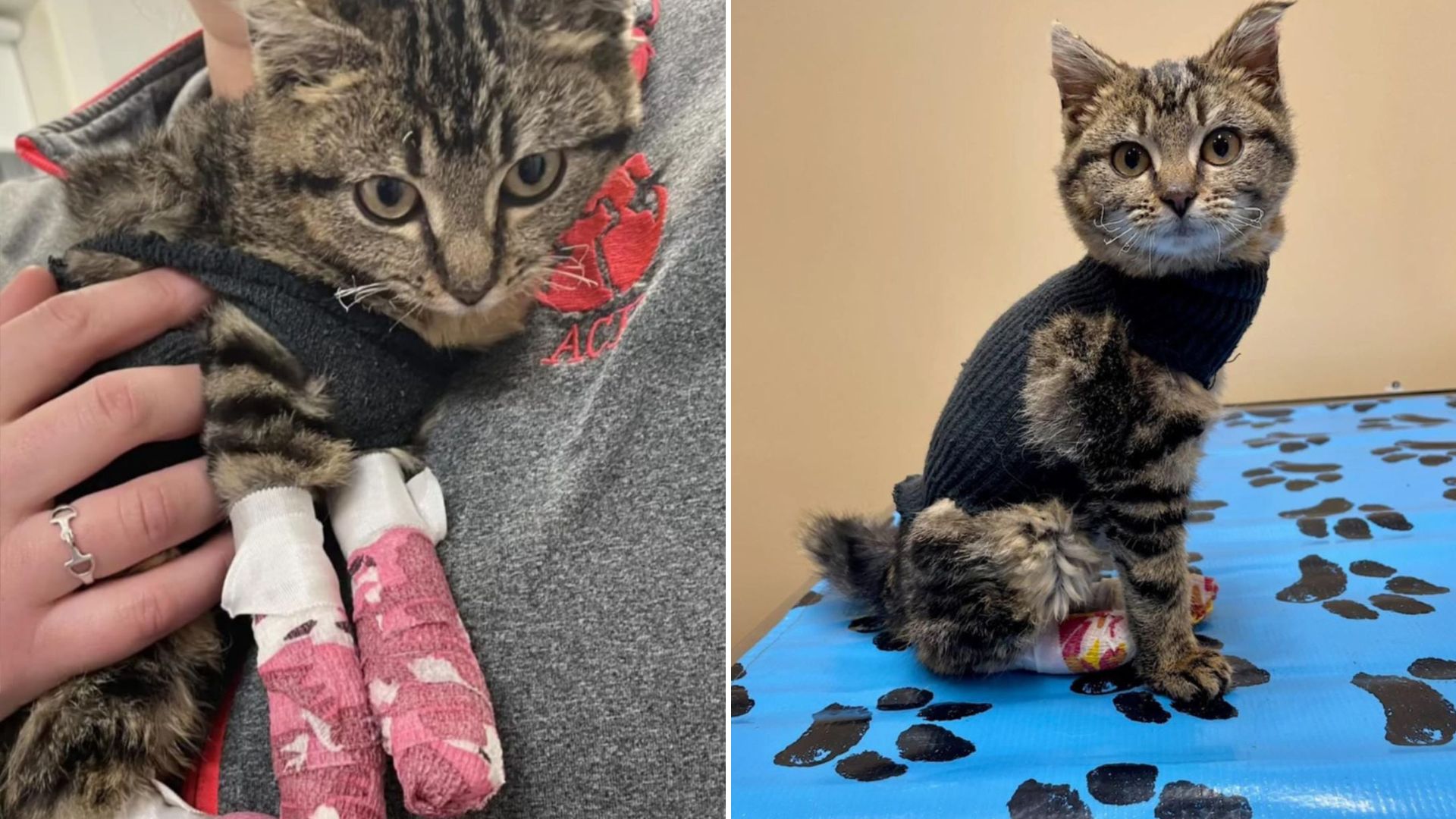 feral kitten accidentally set on fire