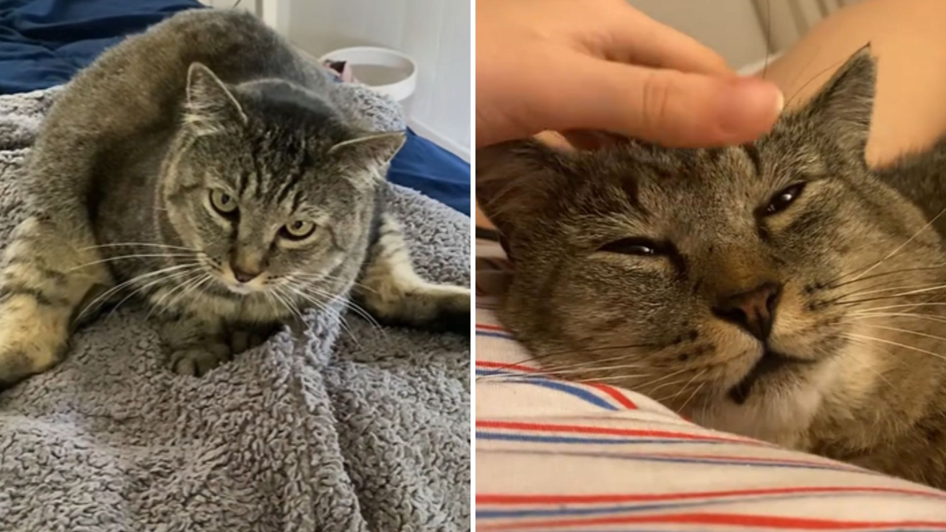 feral tomcat