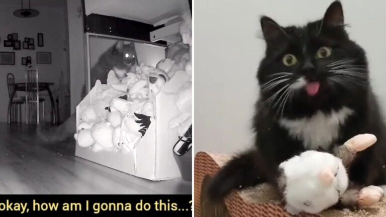 cat cought on camera