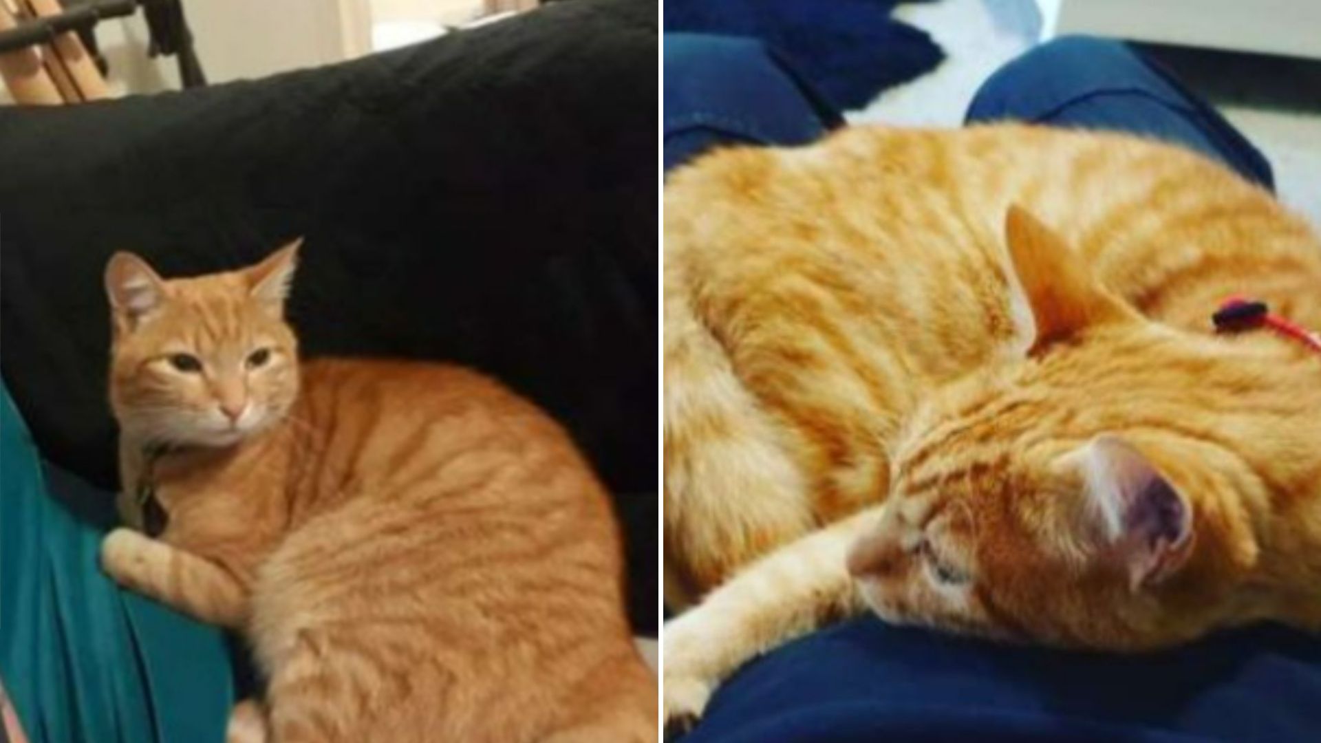 ginger cat