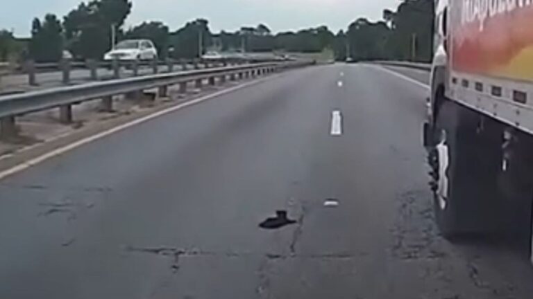 florida cop rescues kitten