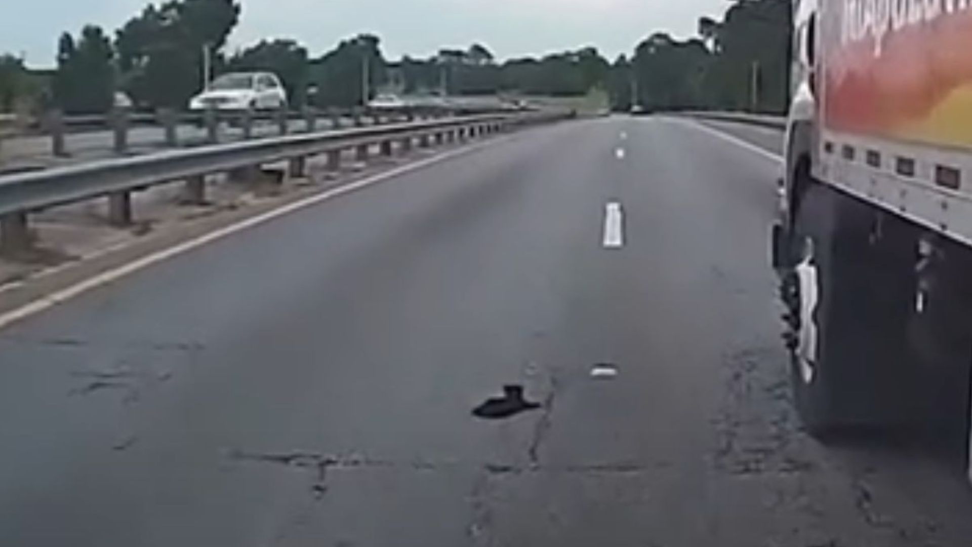 florida cop rescues kitten
