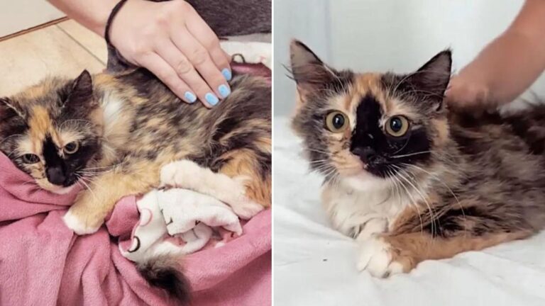adopted kitty