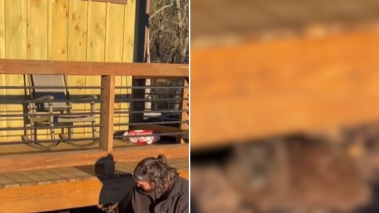cat under a cabin