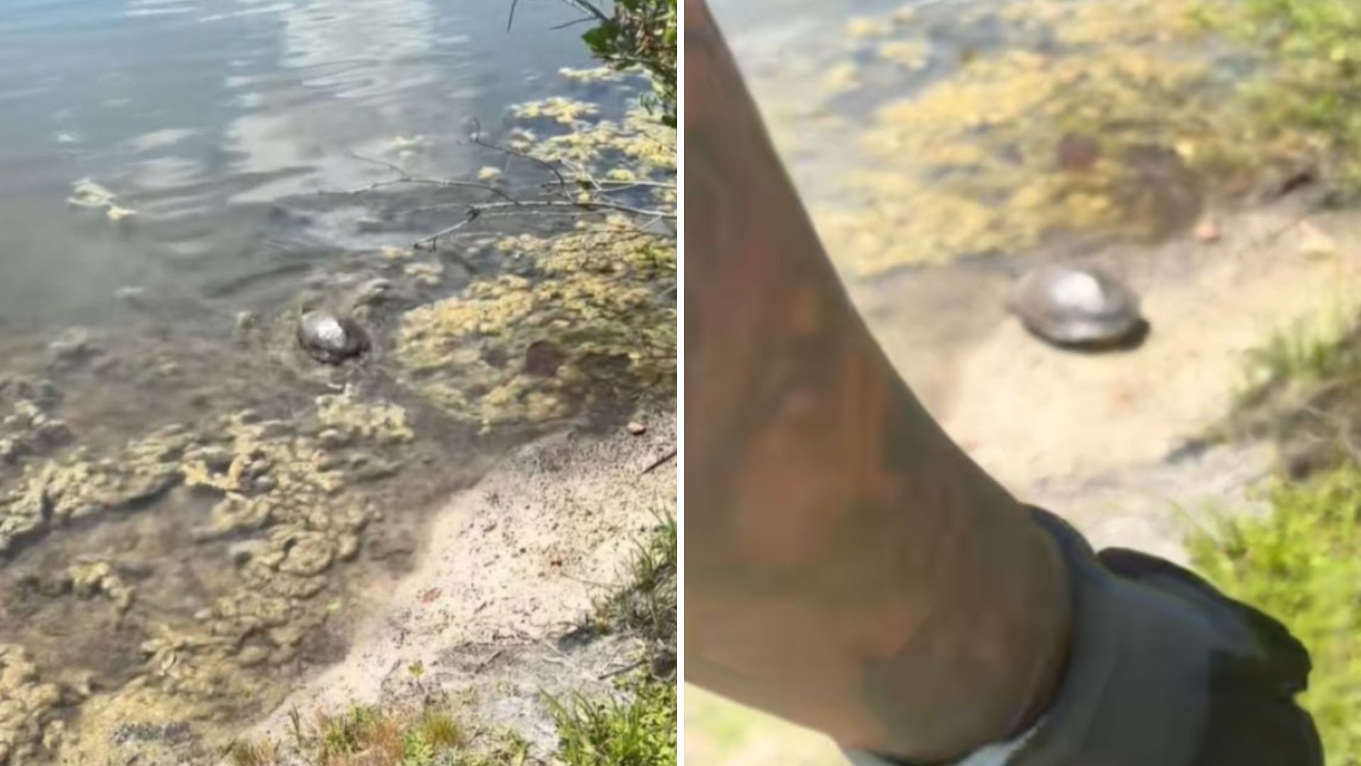 couple rescues turtle then finds crying animals