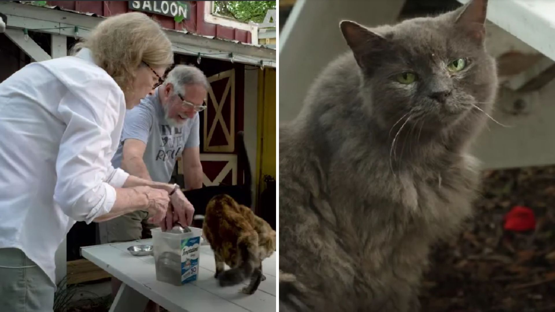 couples plan to help senior felines