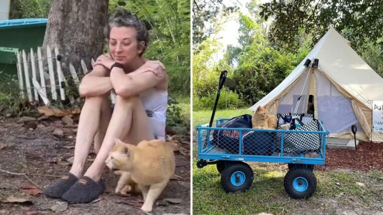 people glamping with cats