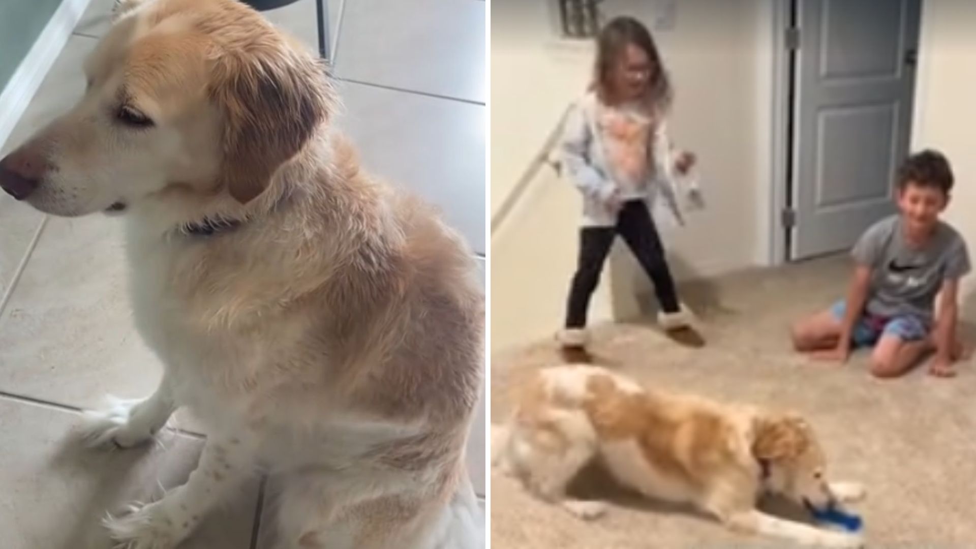 rescue pup finally learns to play