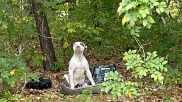 hank abandoned in florida woods