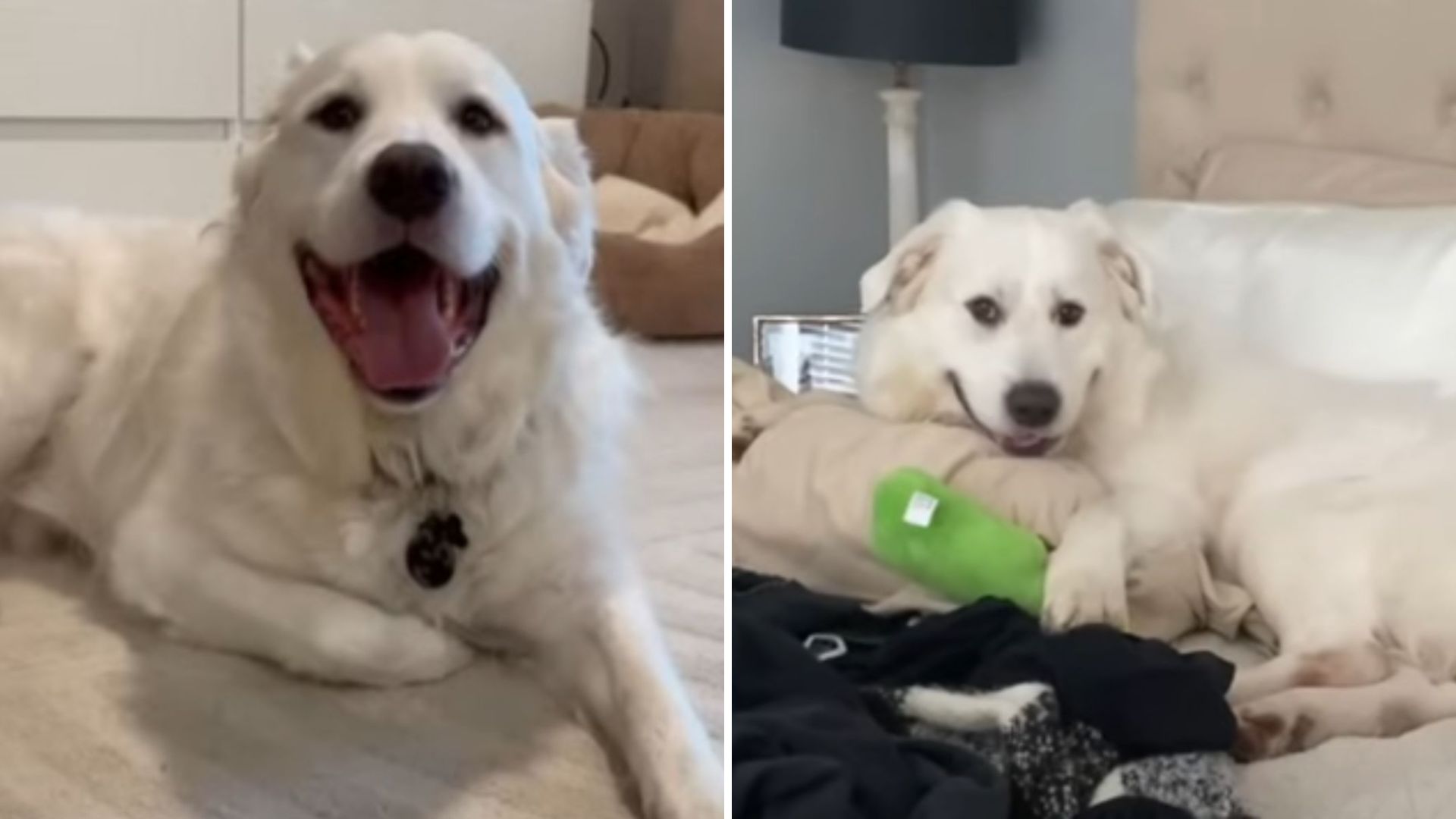 family wants to euthanize deaf dog
