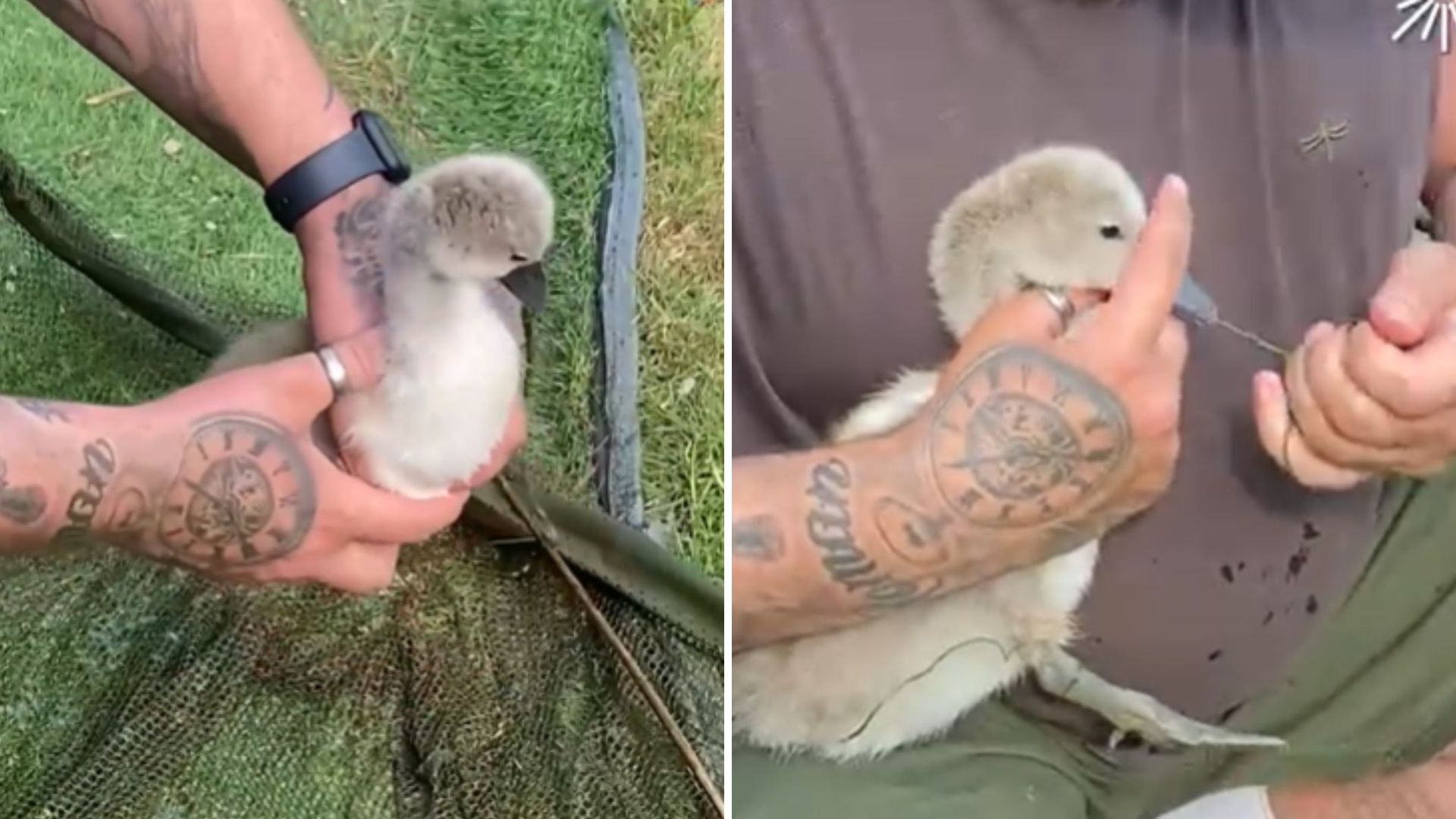 baby swan