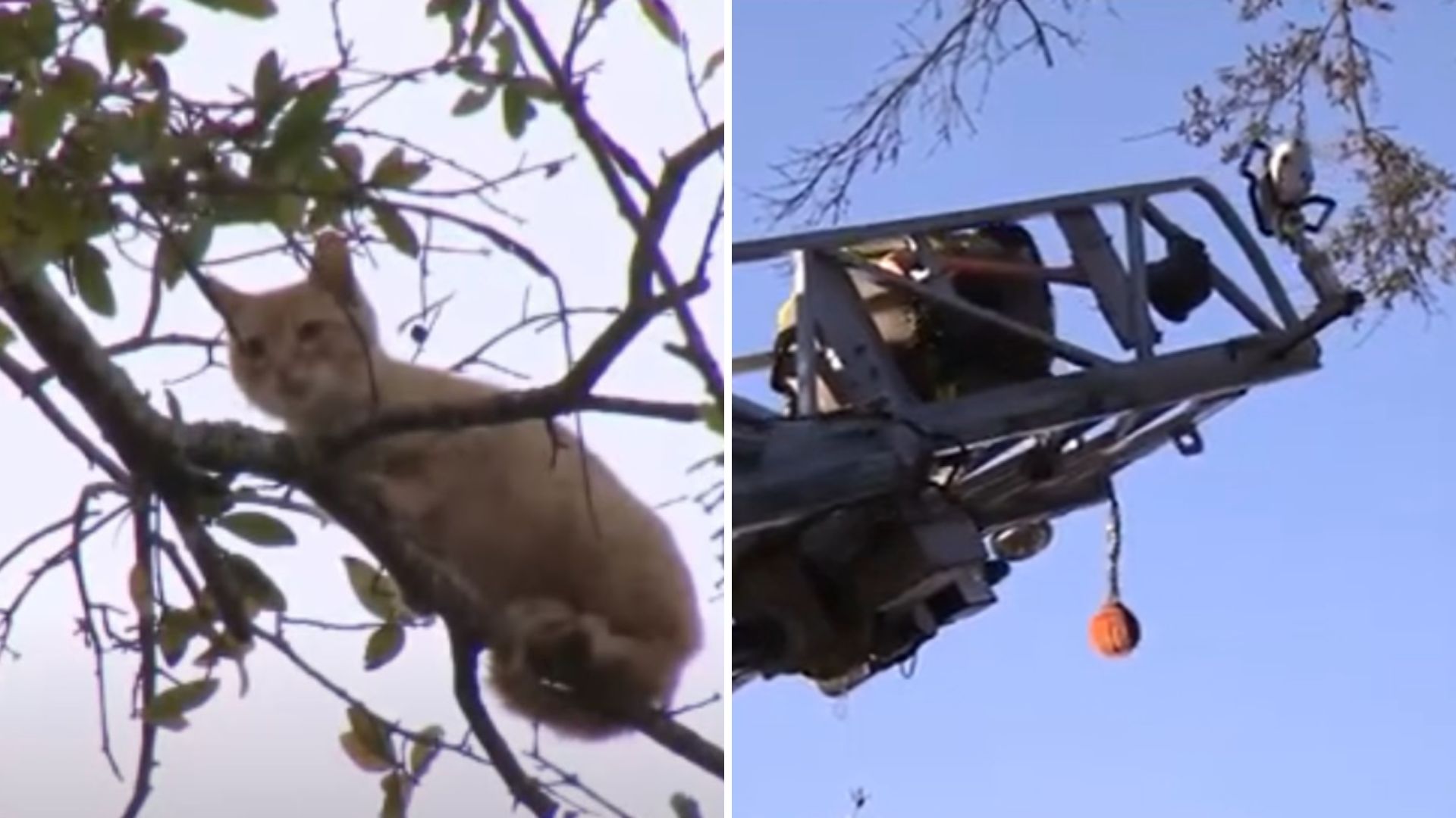 cat trapped in a tree
