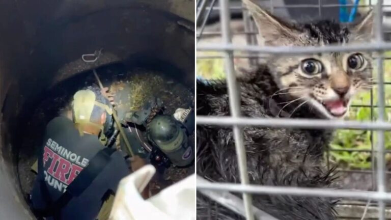 kitten stuck in storm drain