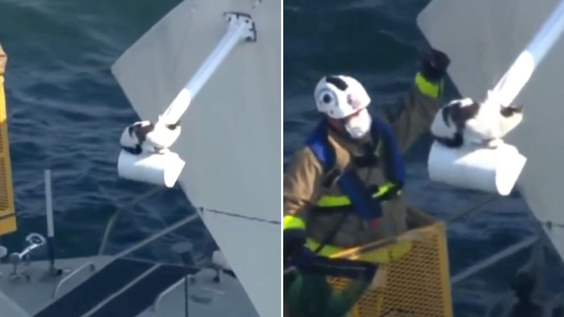 Florida Firefighters Rush To Save A Cat Stuck