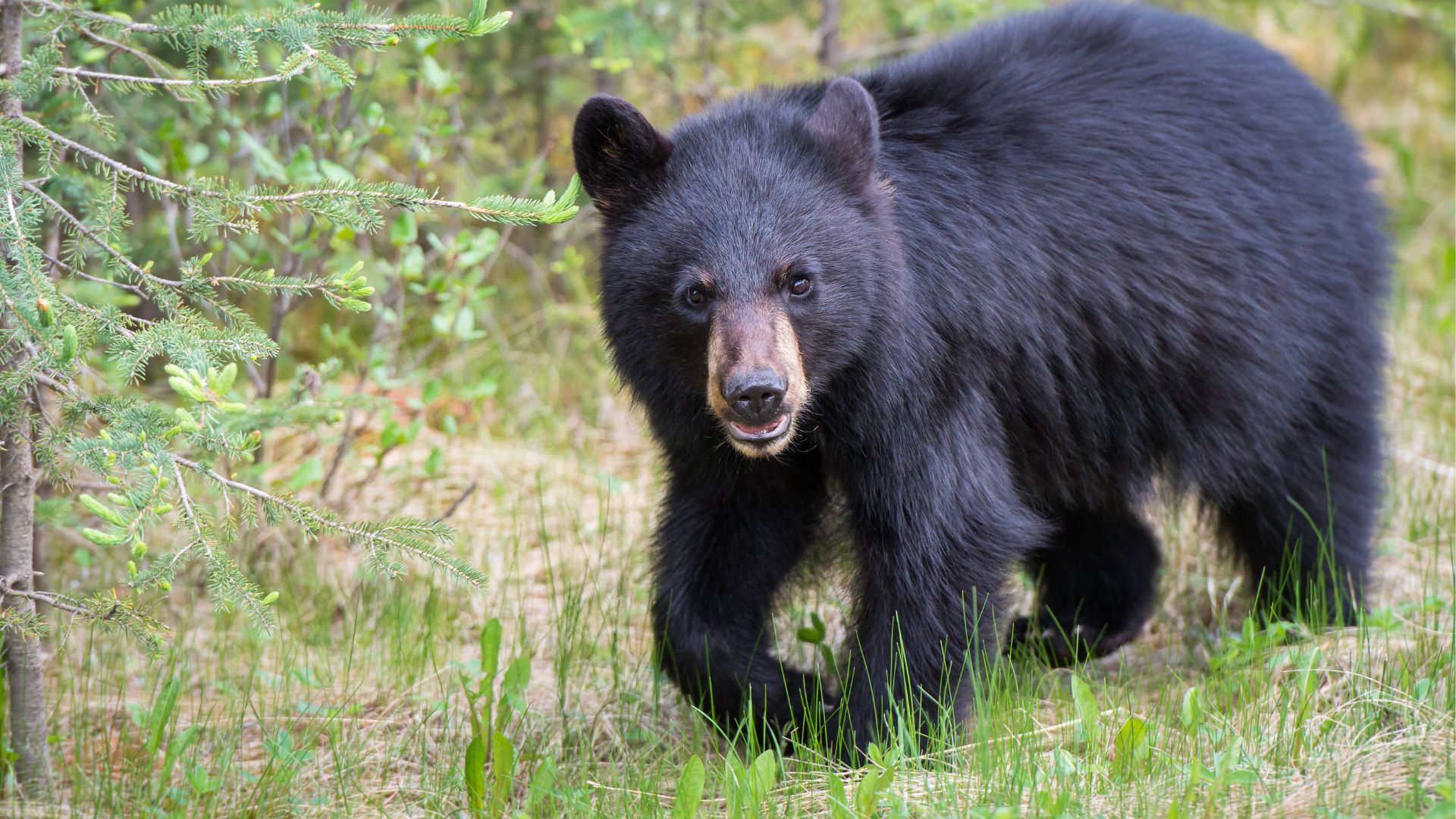 floridas first bear hunt