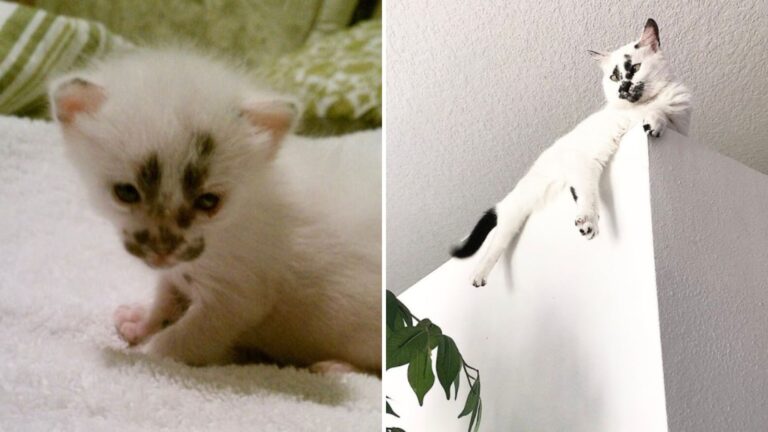 Kitten Rescued From Construction Site