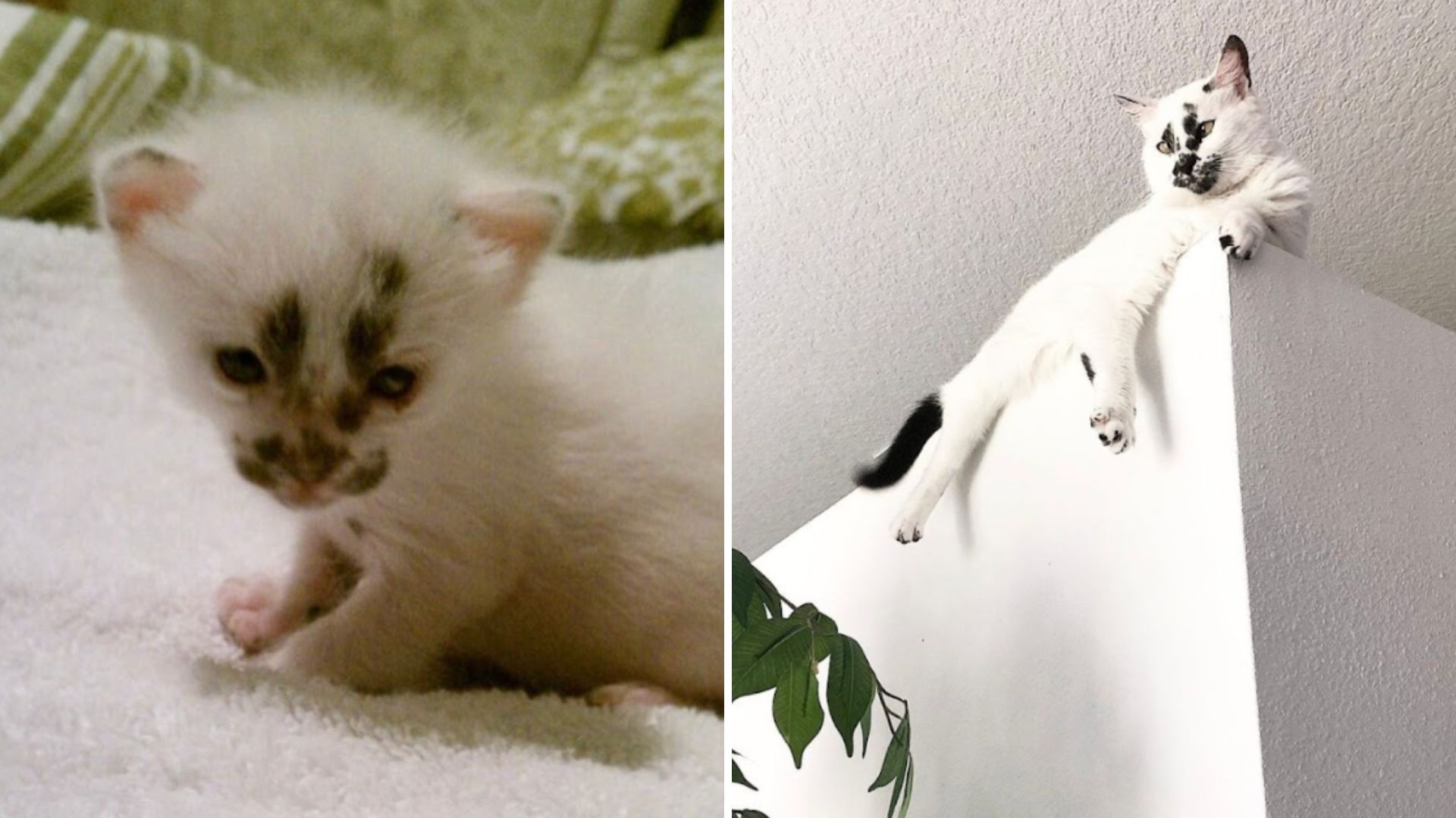 Kitten Rescued From Construction Site