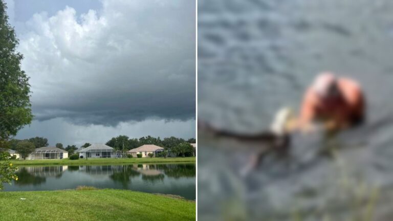 man rescues bald eagle from lake