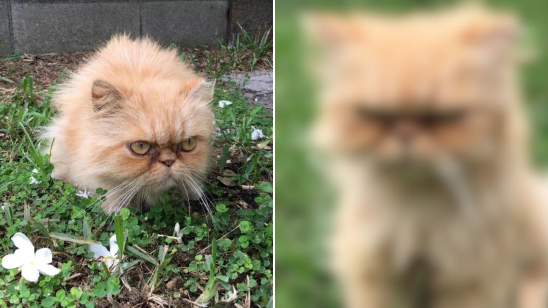 persian cat