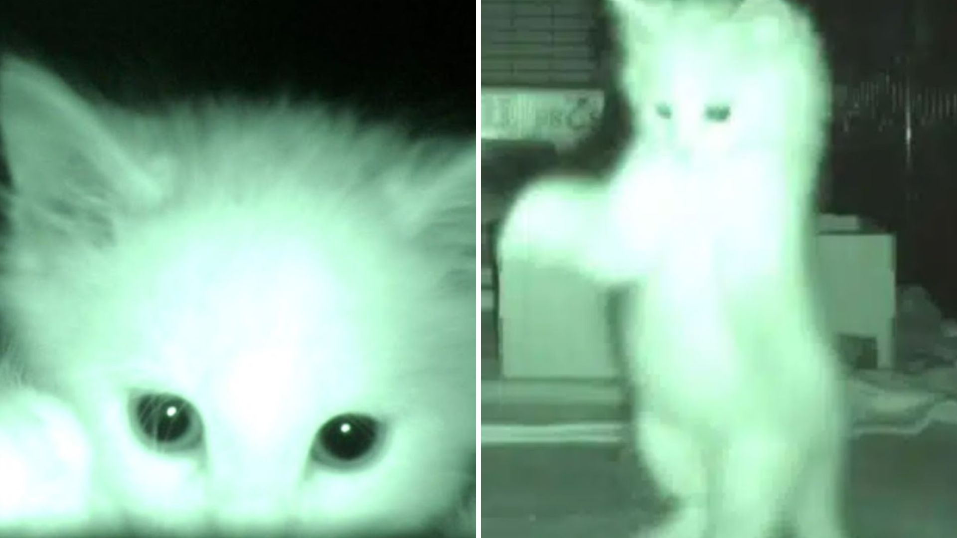man sees kittens on camera