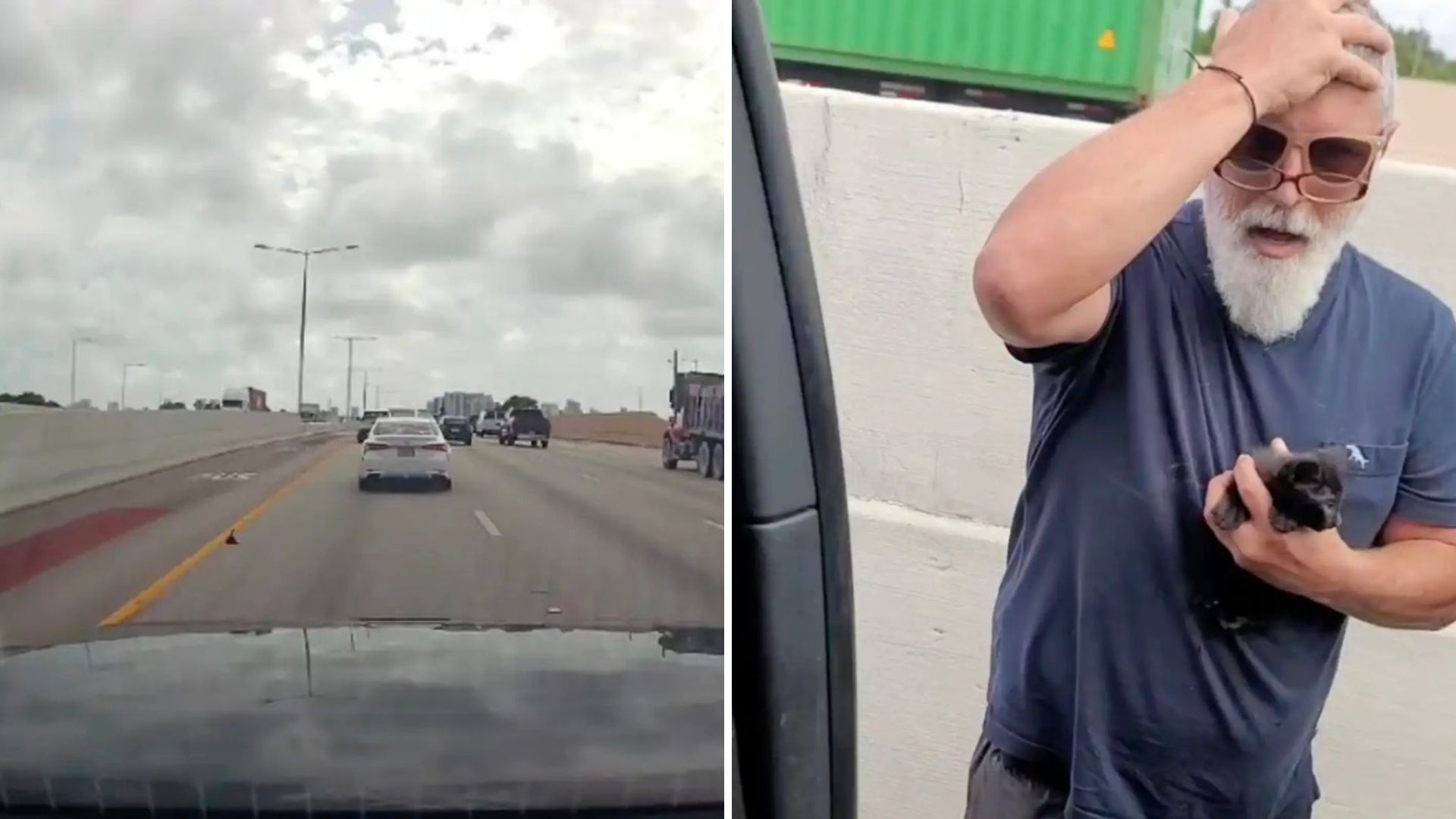 lucky the kitten saved from busy highway