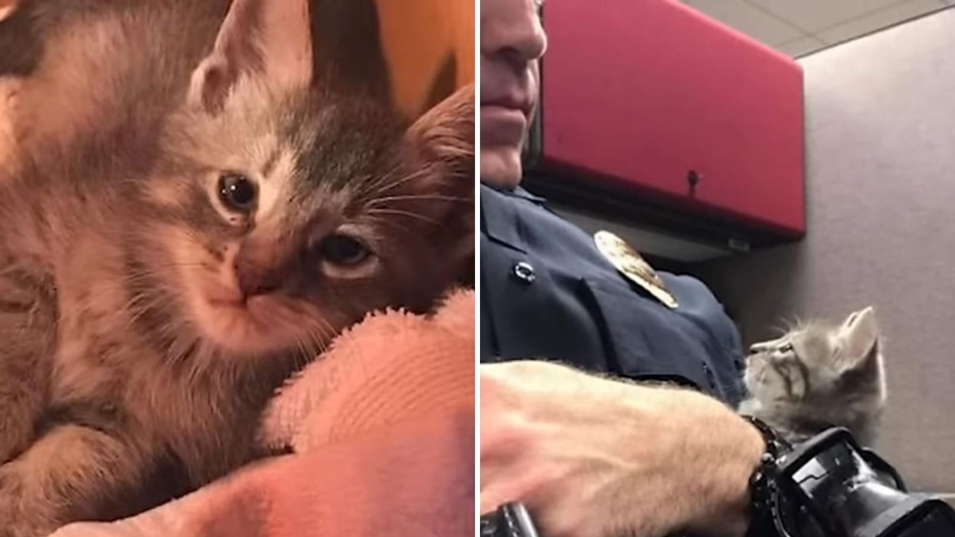 Florida Officer Responds To Faint Cries Near A Streetlight And Finds A Heartbreaking Sight